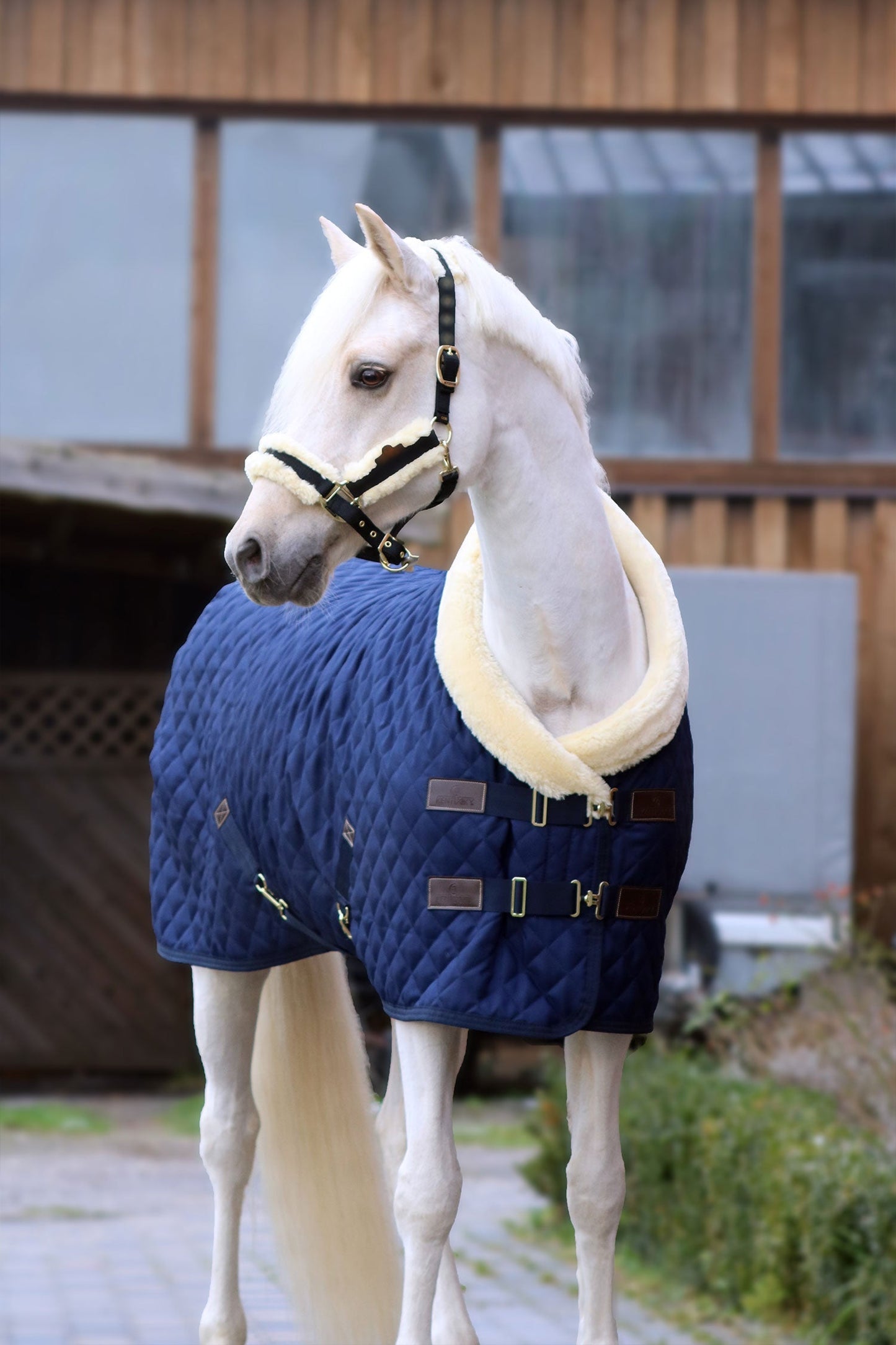 Show Rug 160g