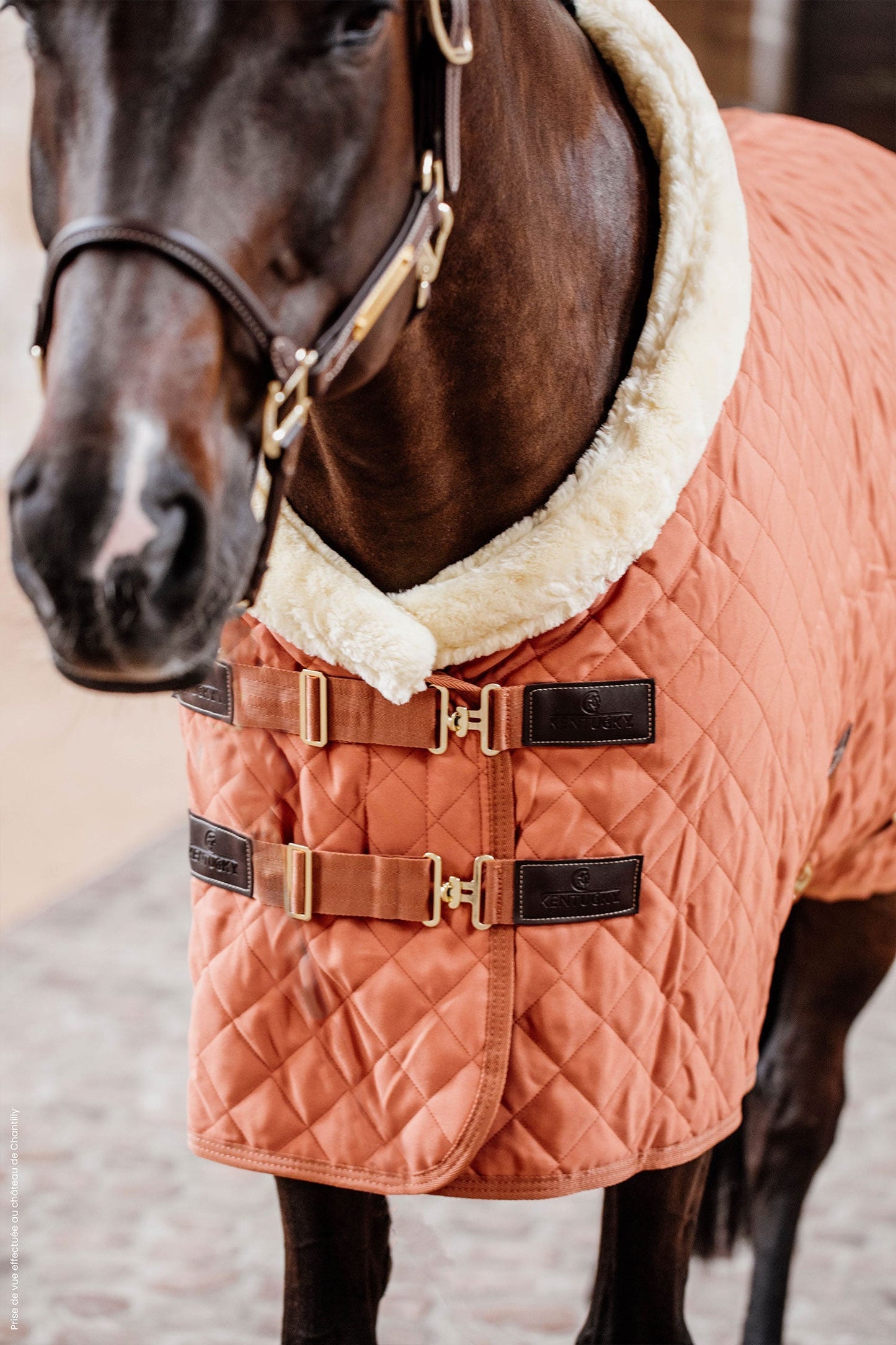 Show Rug 160g