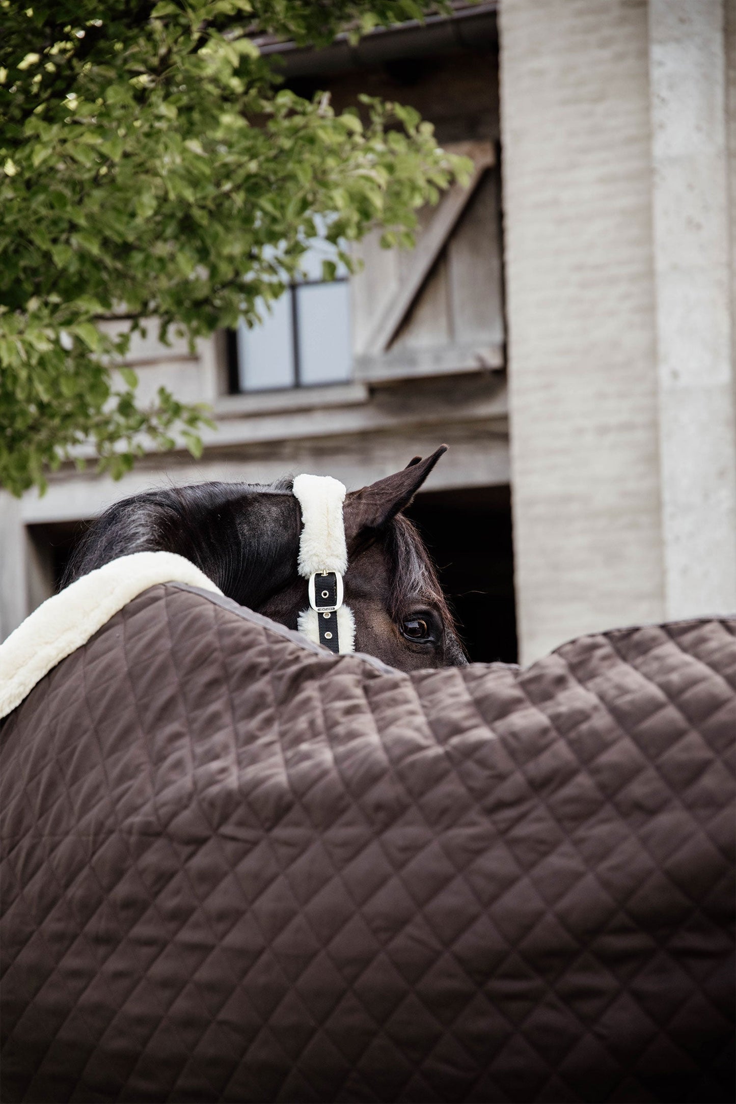 Show Rug 160g