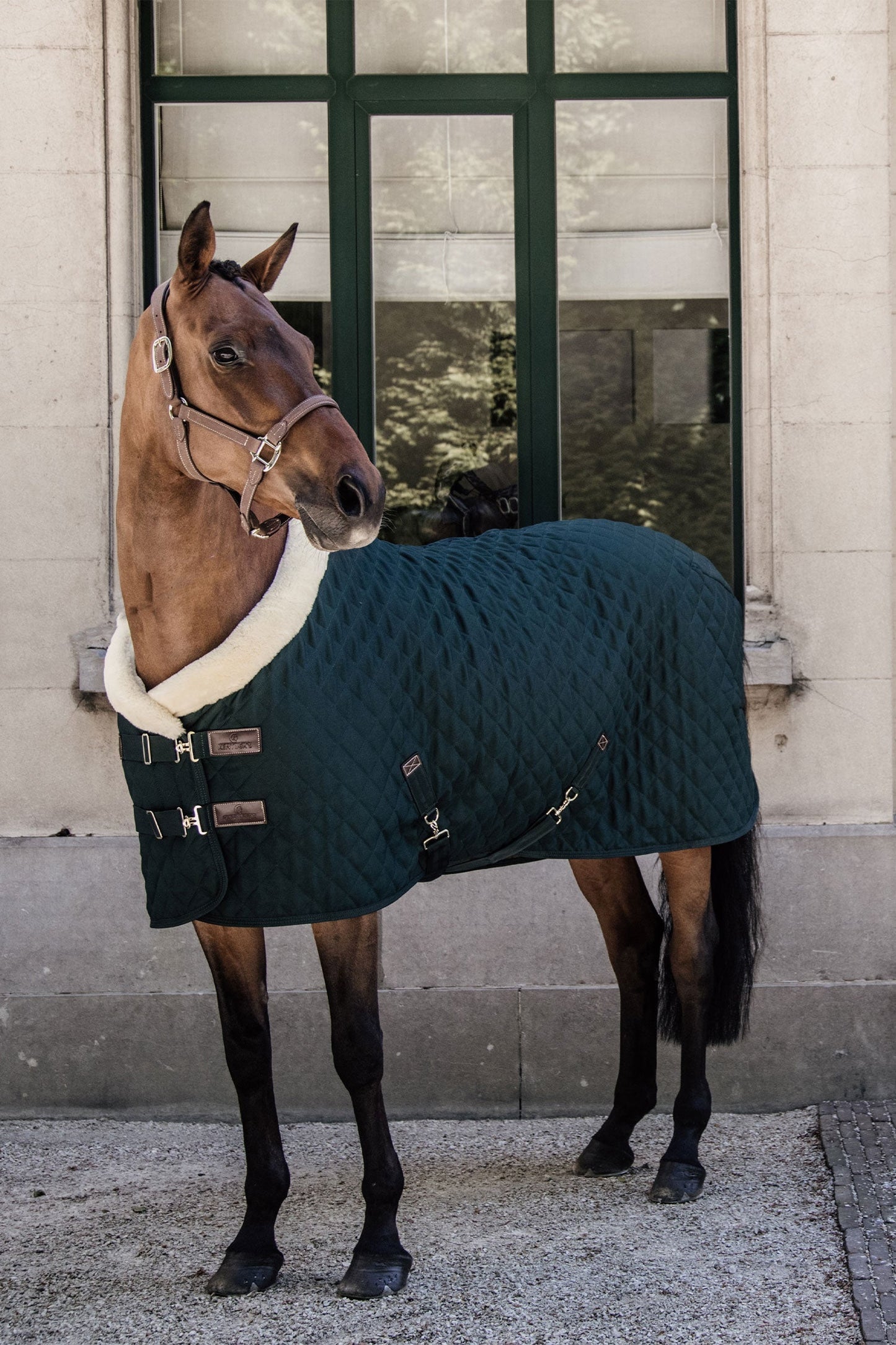 Show Rug 160g