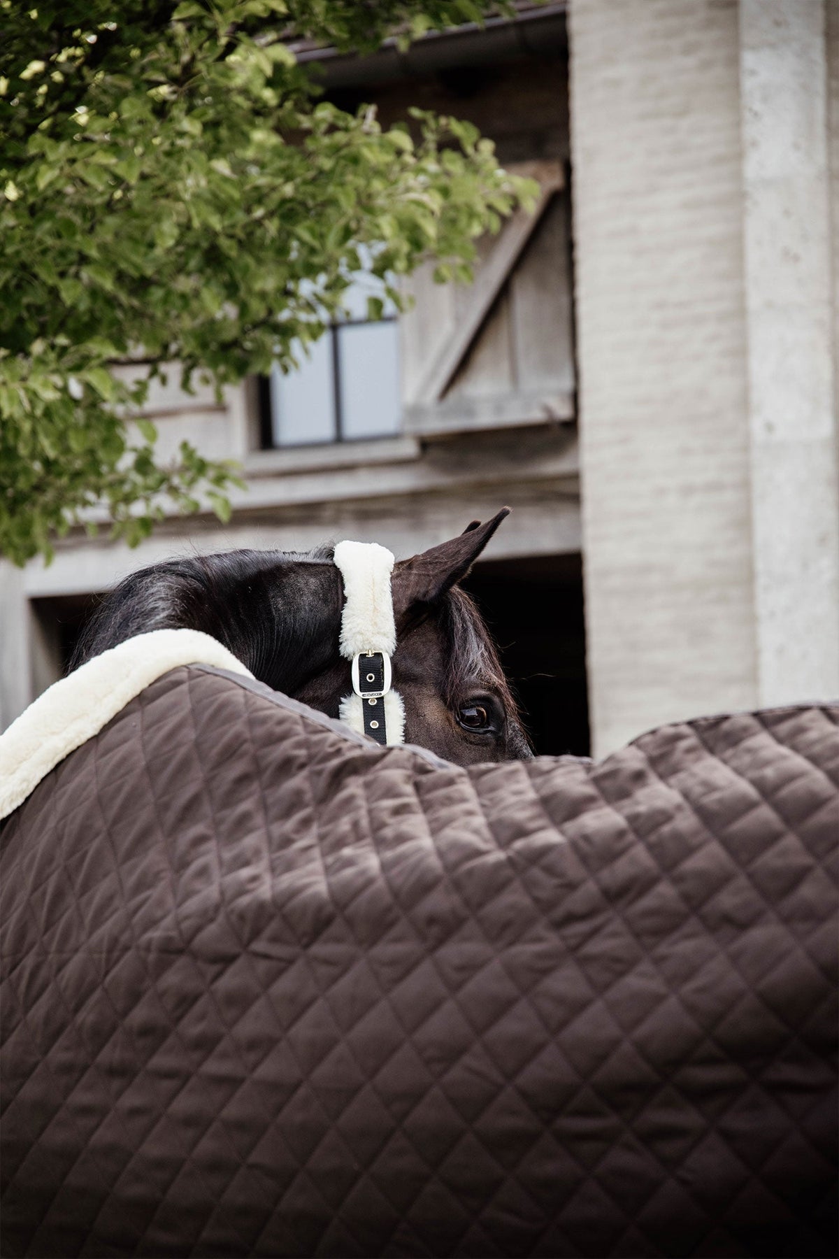 Show Rug 160g