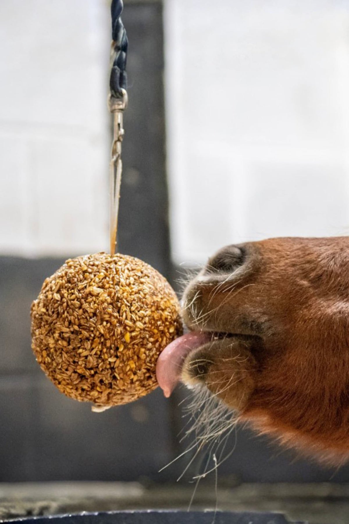 Granola Boll Melass