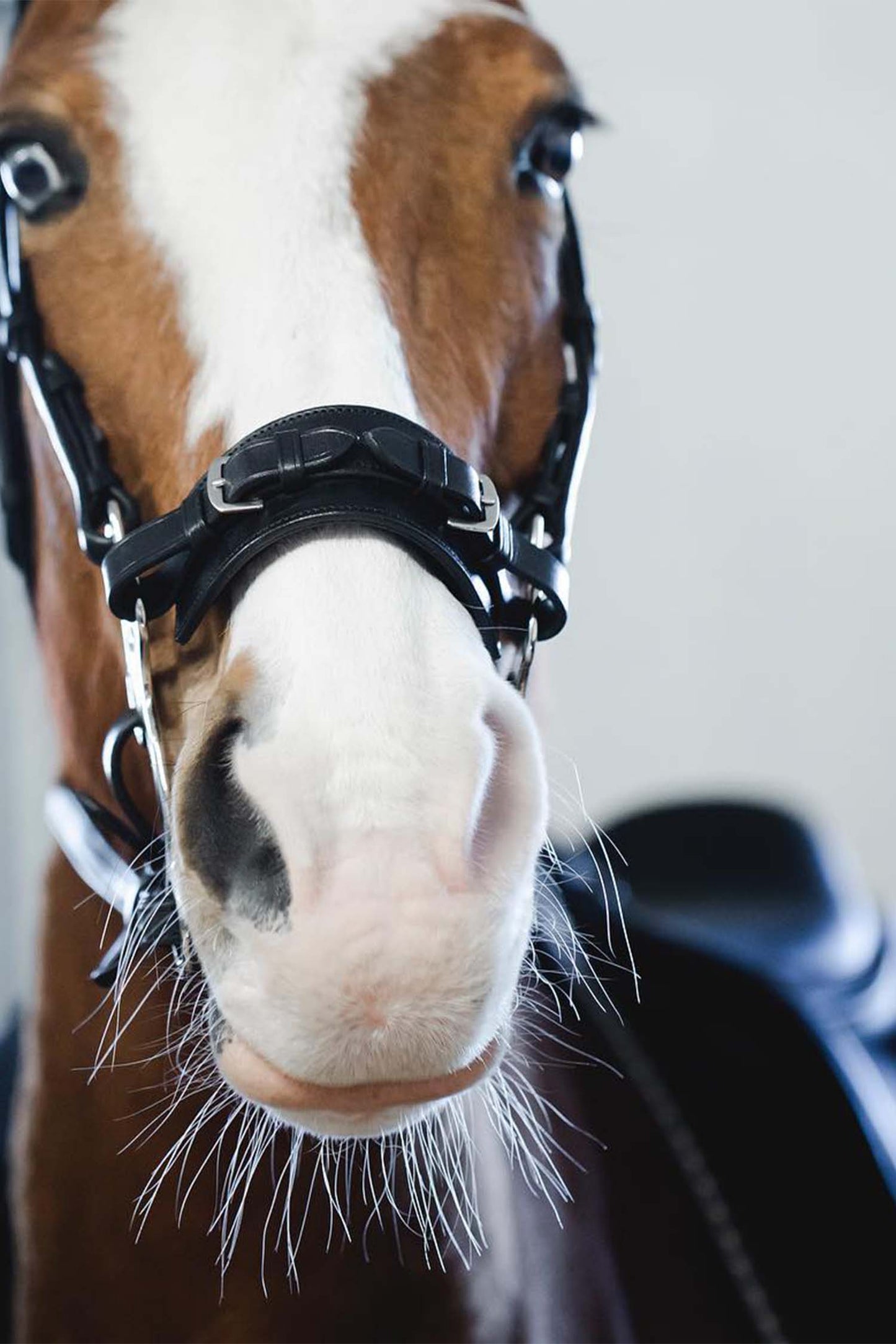 Hackamore